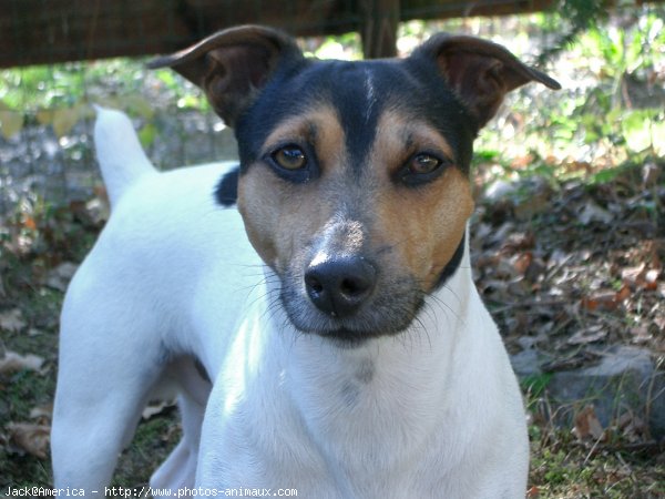 Photo de Jack russell terrier