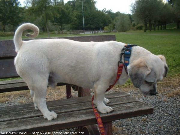 Photo de Lhassa apso