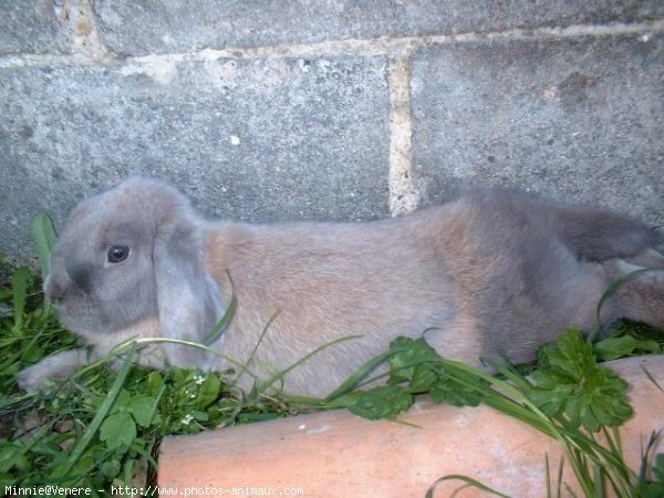 Photo de Lapin