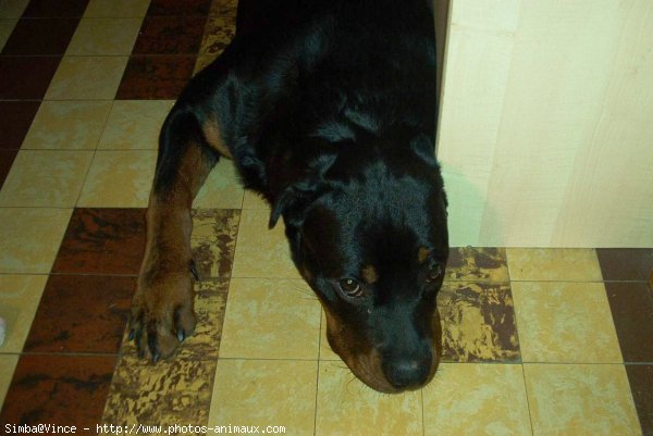 Photo de Rottweiler