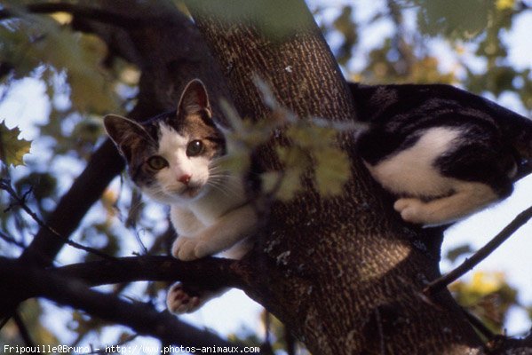 Photo de Chat domestique