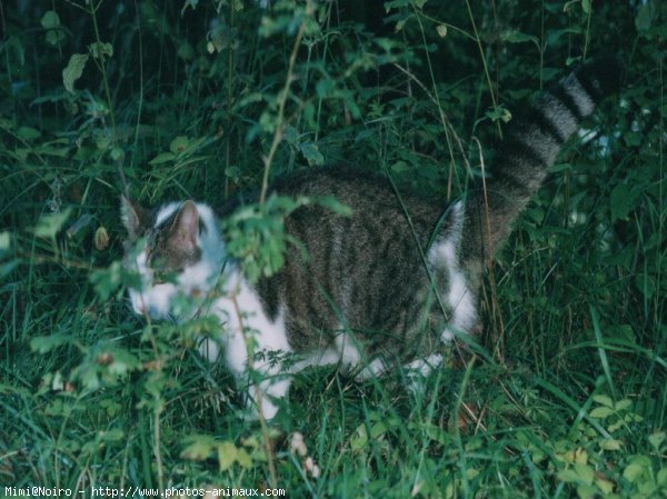 Photo de Chat domestique