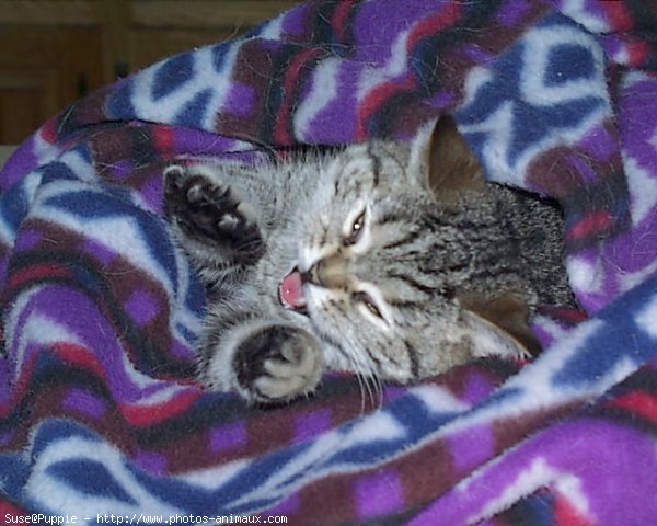 Photo de Scottish fold