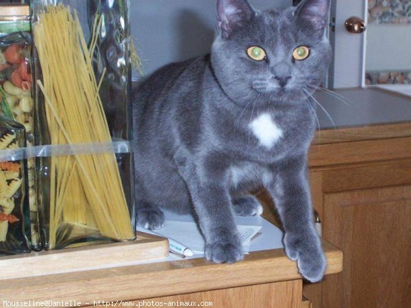 Photo de Chartreux