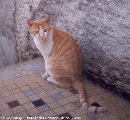 Photo de Chat domestique