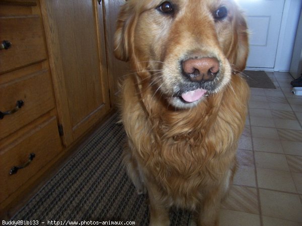 Photo de Golden retriever