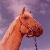 Photo de Quarter horse