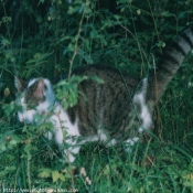 Photo de Chat domestique