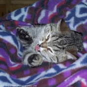 Photo de Scottish fold