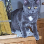 Photo de Chartreux