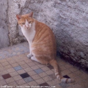 Photo de Chat domestique