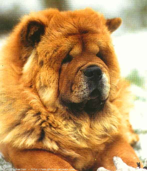 Photo de Chow chow