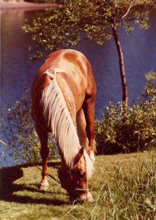 Photo de Quarter horse