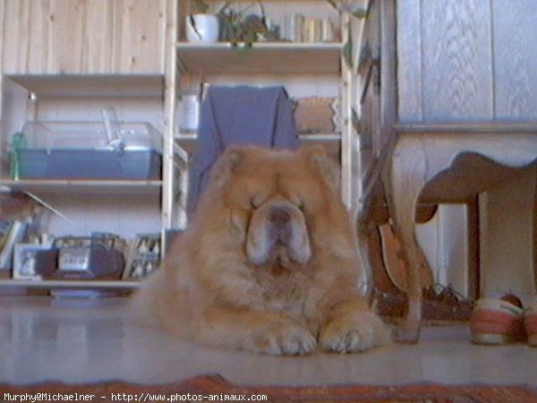 Photo de Chow chow