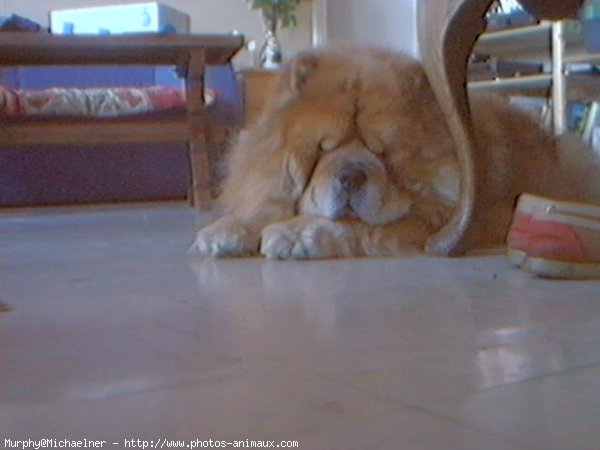 Photo de Chow chow