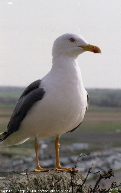 Photo de Mouette