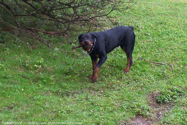 Photo de Rottweiler