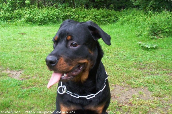 Photo de Rottweiler