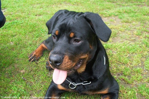 Photo de Rottweiler