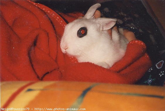 Photo de Lapin