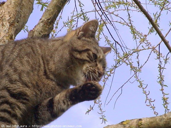 Photo de Chat domestique