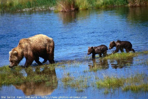 Photo d'Ours