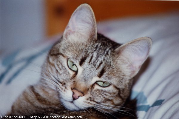 Photo de Chat domestique