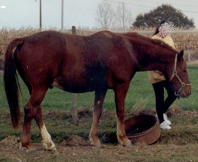 Photo de Trotteur franais