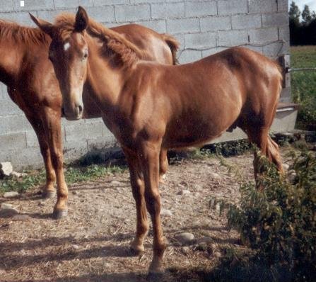 Photo de Trotteur franais