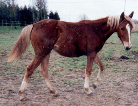 Photo de Trotteur franais