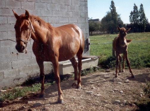 Photo de Trotteur franais