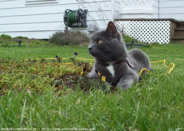 Photo de Chartreux