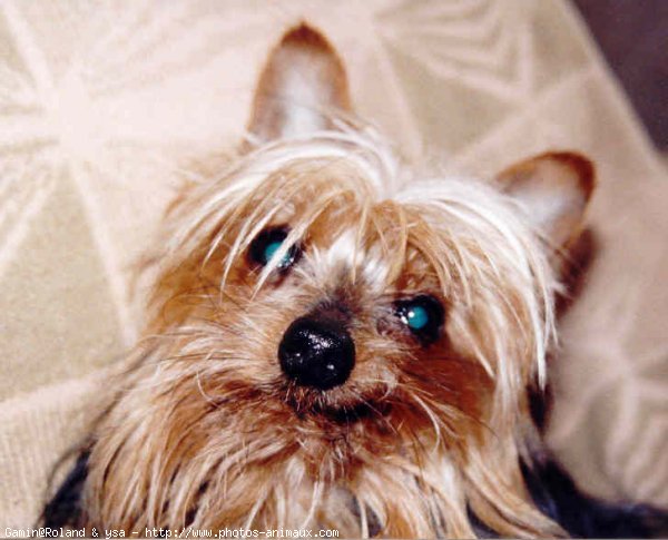 Photo de Yorkshire terrier