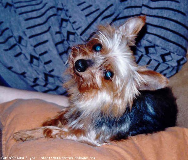 Photo de Yorkshire terrier