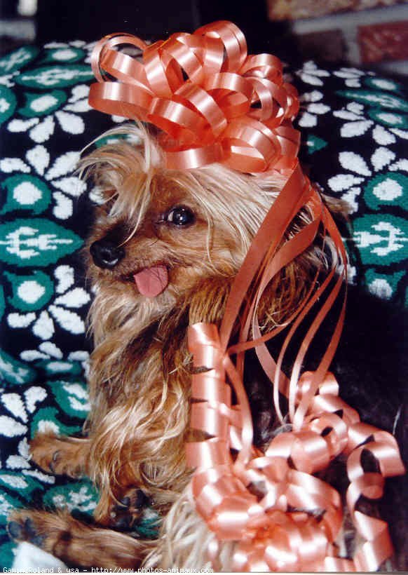 Photo de Yorkshire terrier