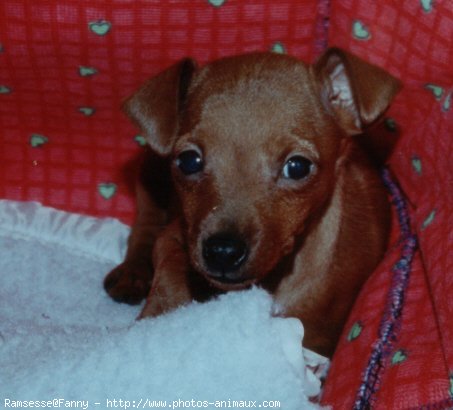 Photo de Pinscher nain