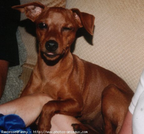 Photo de Pinscher nain