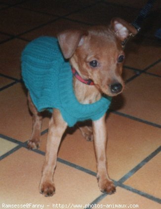 Photo de Pinscher nain