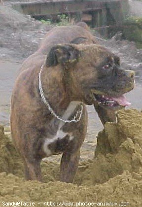 Photo de Boxer