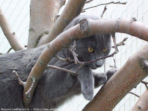 Photo de Chartreux