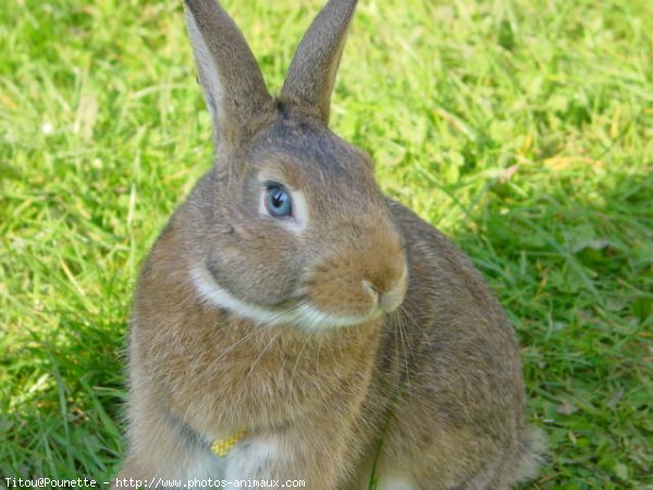 Photo de Lapin