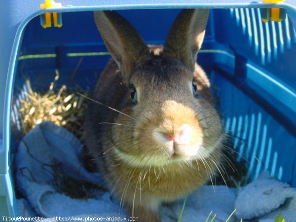 Photo de Lapin