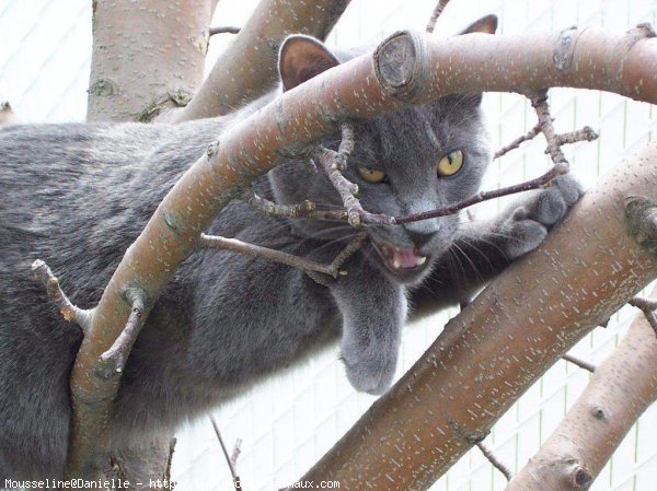 Photo de Chartreux