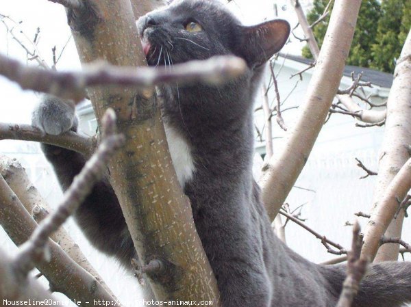 Photo de Chartreux