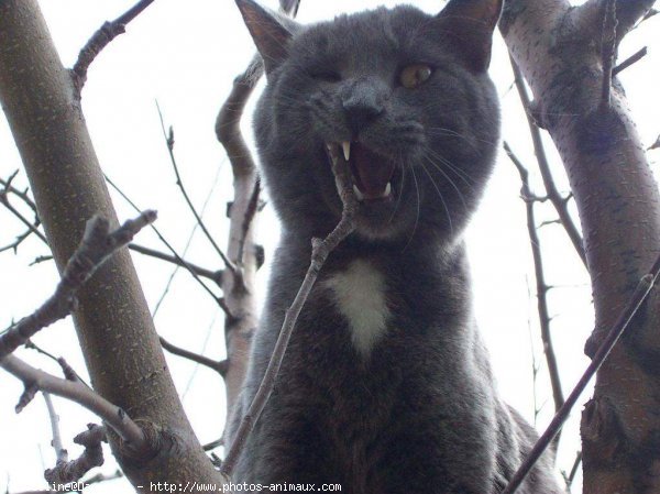 Photo de Chartreux