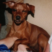 Photo de Pinscher nain