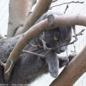 Photo de Chartreux