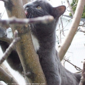 Photo de Chartreux