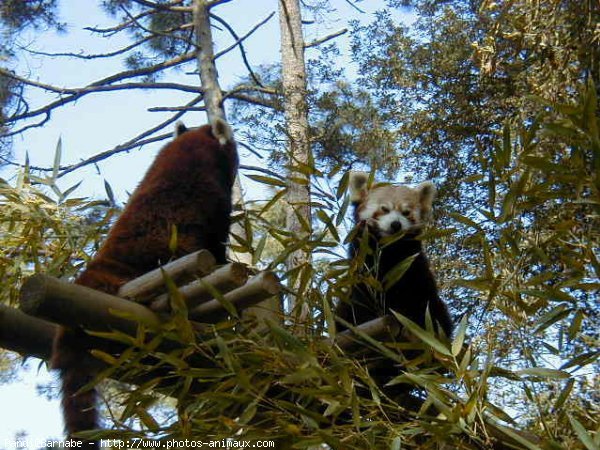 Photo de Panda roux