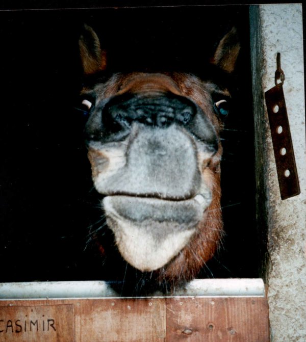 Photo de Poney franais de selle